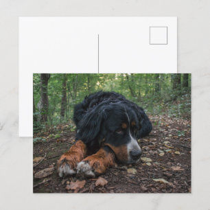 Carte Postale bernèse chien de montagne ponte en forêt