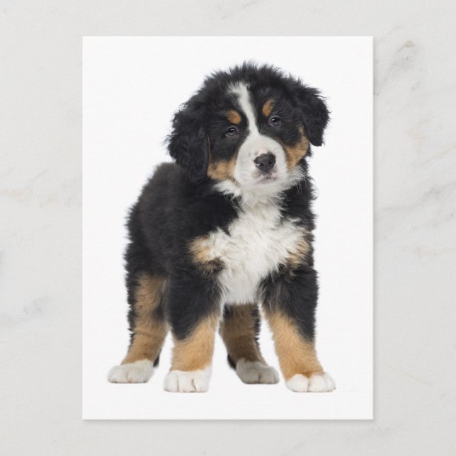 Carte Postale Bernese Mountain Dog Bonjour, Amour, Désolé, Merci (Devant)