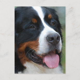 Carte postale bernoise douce
