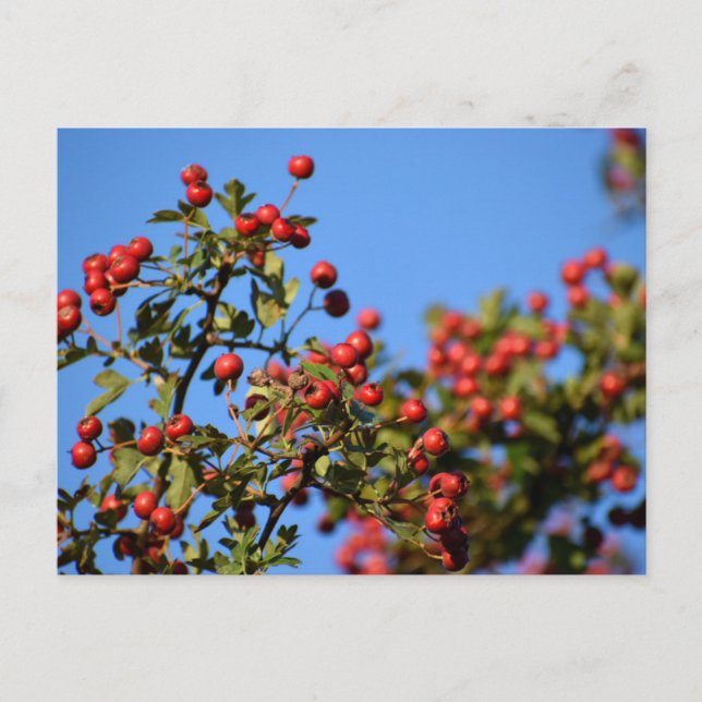 Carte Postale Berries (Devant)