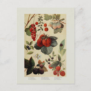 Carte Postale Berries