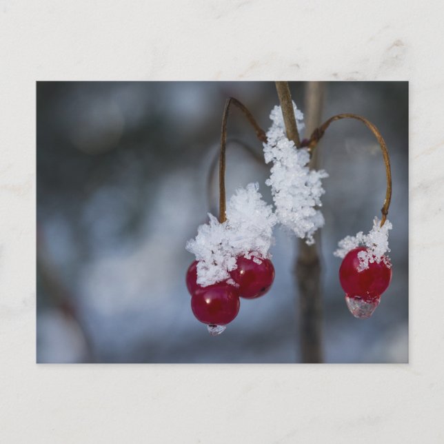 Carte Postale Berries congelées (Devant)