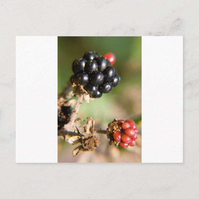 Carte Postale Berries d'automne (Devant)