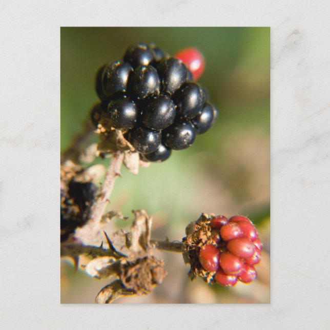 Carte Postale Berries d'automne (Devant)
