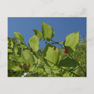 Carte Postale Berries de pastèque, île Unalaska