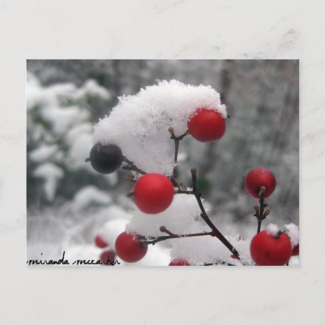 Carte postale Berries d'hiver (Devant)