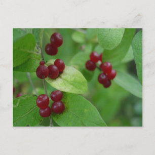 Carte Postale Berries Honeysuckie