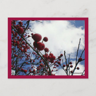 Carte Postale Berries rouges, Ciel bleu