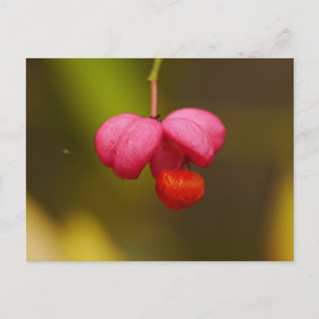 Carte postale Berry Arbre à broches (Devant)