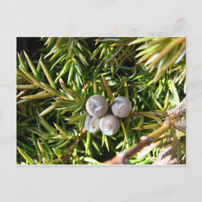 Carte Postale Berry Baubles (Devant)