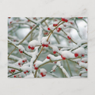 Carte Postale Berry des neiges