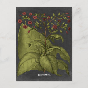 Carte Postale Besler Dramatique I