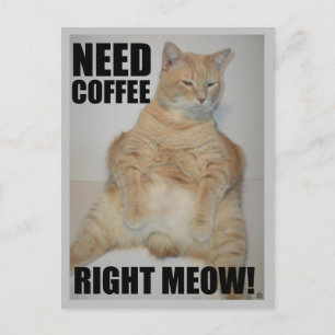 Carte Postale BESOIN DE CAFE TOUT DE SUITE ! Chat Manx Assis Drô