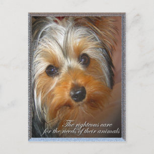 Carte Postale Besoins de votre animal Yorkie
