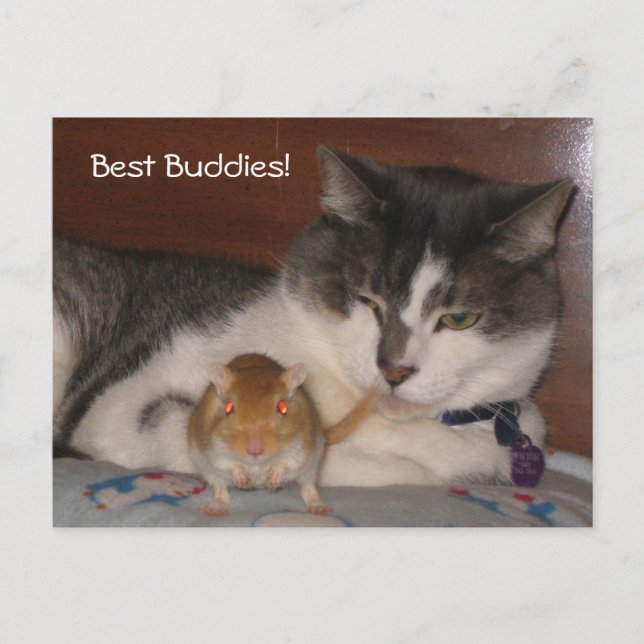 Carte postale Best Buddies (Devant)