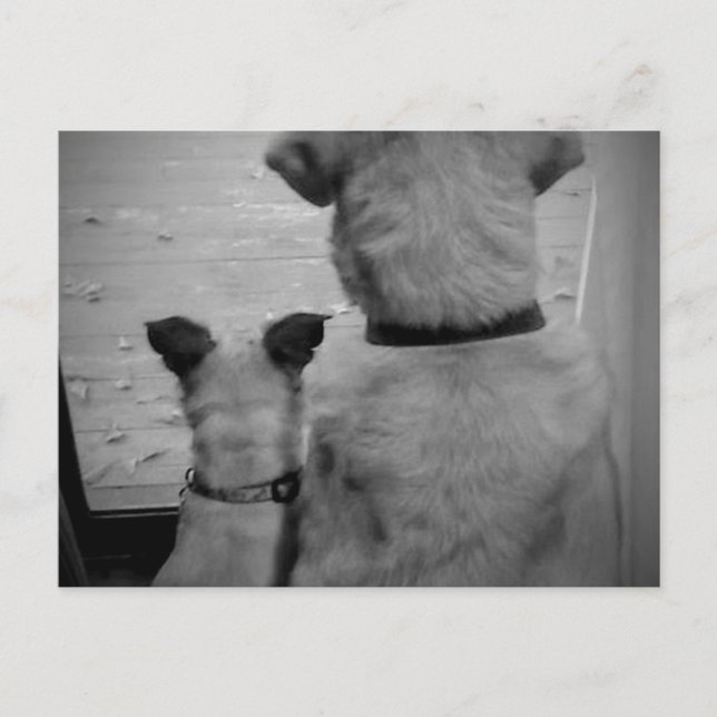 Carte postale Best Friends (Devant)