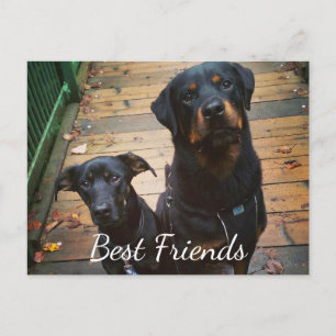 Carte Postale Best Friends Doggie Your Words Image Tamplate