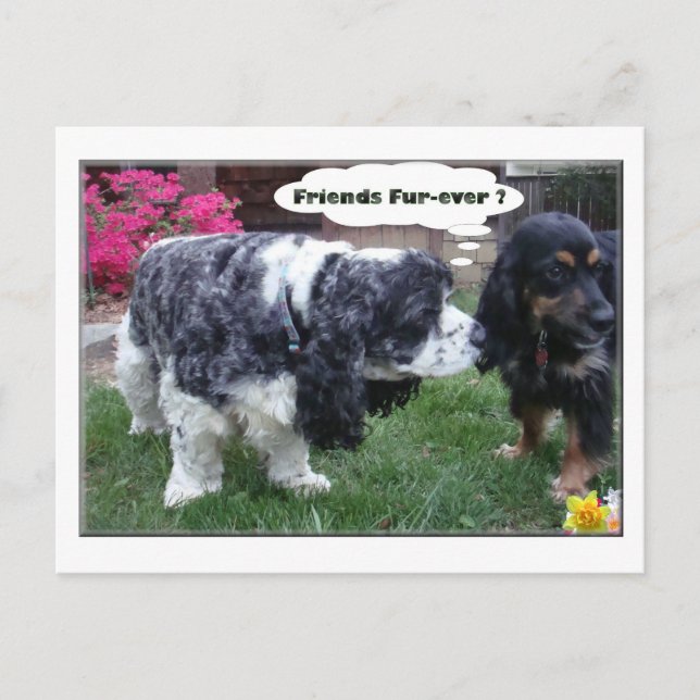 Carte Postale Best Friends Fur-ever (Devant)