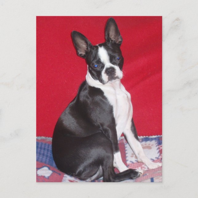 Carte Postale Bestiole de Little Lady Lola (Devant)