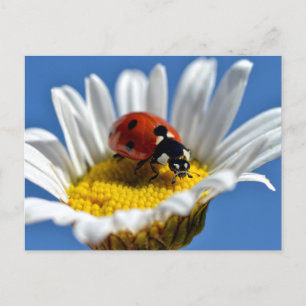 Carte Postale Bestiole sur la marguerite
