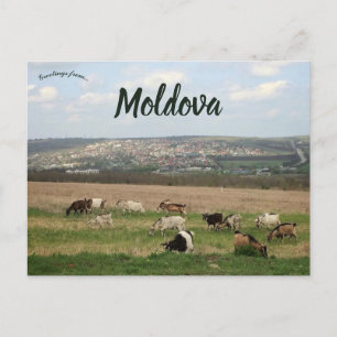Carte Postale Bétail à Chisinau Moldavie