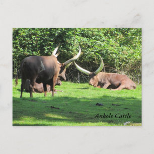 Carte Postale Bétail Ankole