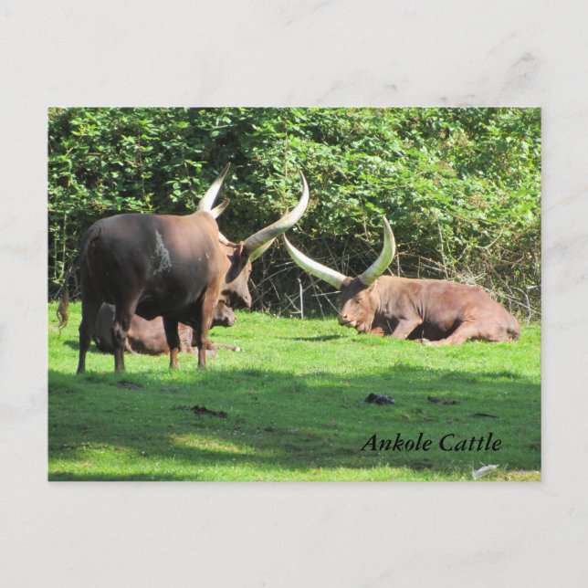 Carte Postale Bétail Ankole (Devant)