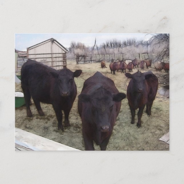 Carte Postale Bétail de Barnyard (Devant)