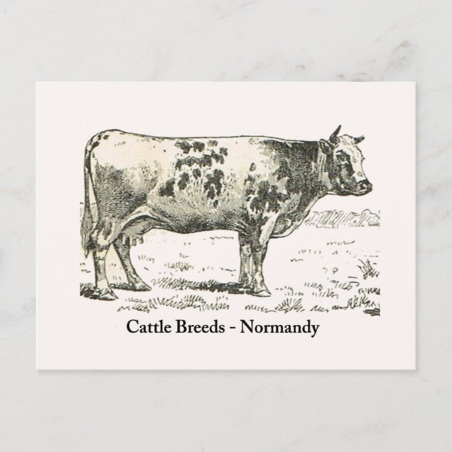 Carte Postale Bétail, Normandie, 1900 (Devant)