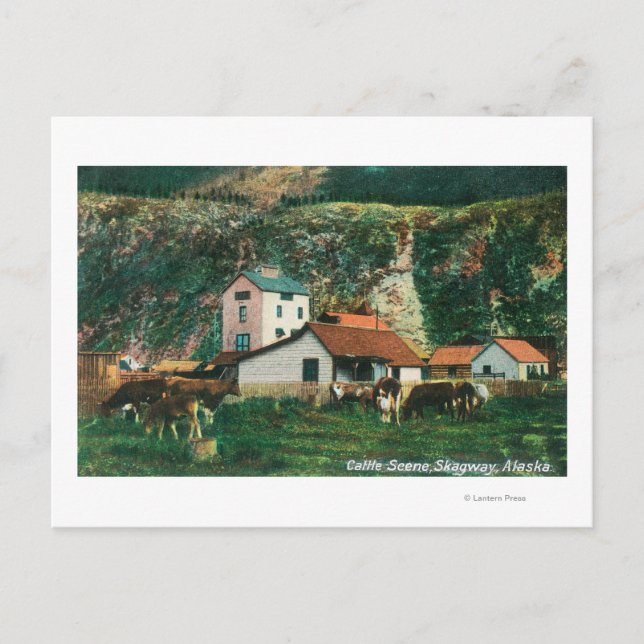 Carte Postale Bétail parmi les granges scèneSkagway, AK (Devant)