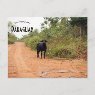 Carte Postale Bétail sur une route au Paraguay