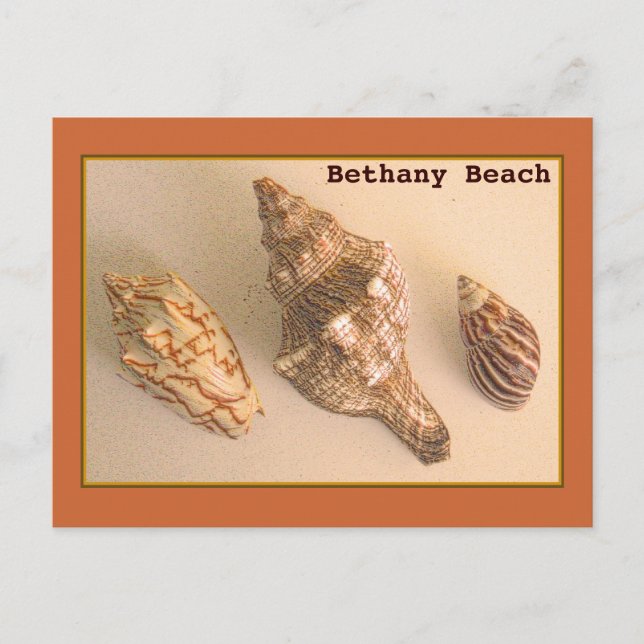 Carte postale Bethany Shells (Devant)