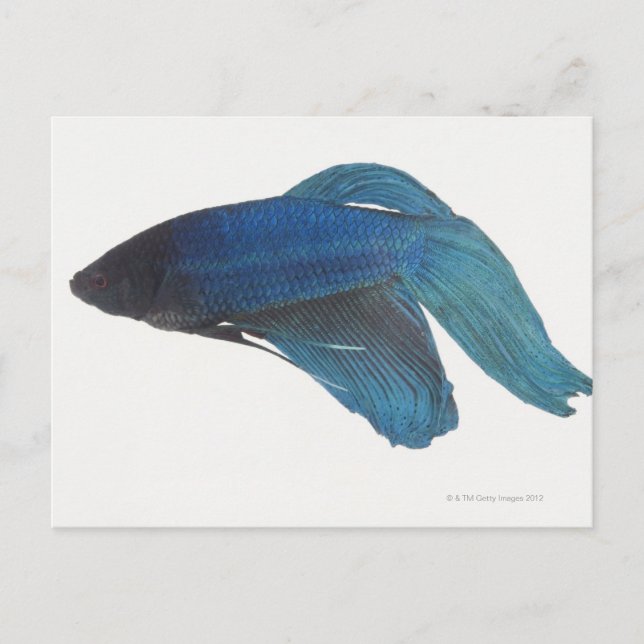 Carte Postale Betta Fish ou Homme Blue Siamese Poisson combattan (Devant)
