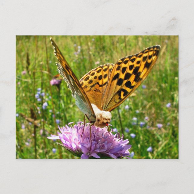 Carte Postale Beurre (Devant)