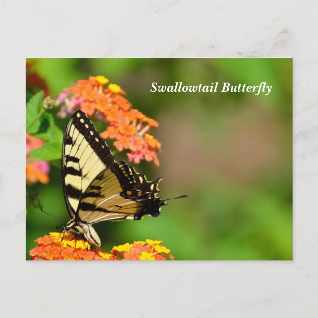 Carte Postale Beurre de Swallowtail aux fleurs de Lantana (Devant)
