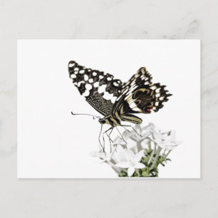 Carte Postale Beurre d'hirondelle perché en blanc