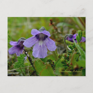 Carte Postale Beurre ou Violet de tourbière, île de l'Unalaska