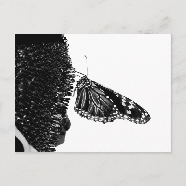 Carte Postale beurre shy blacy (Devant)