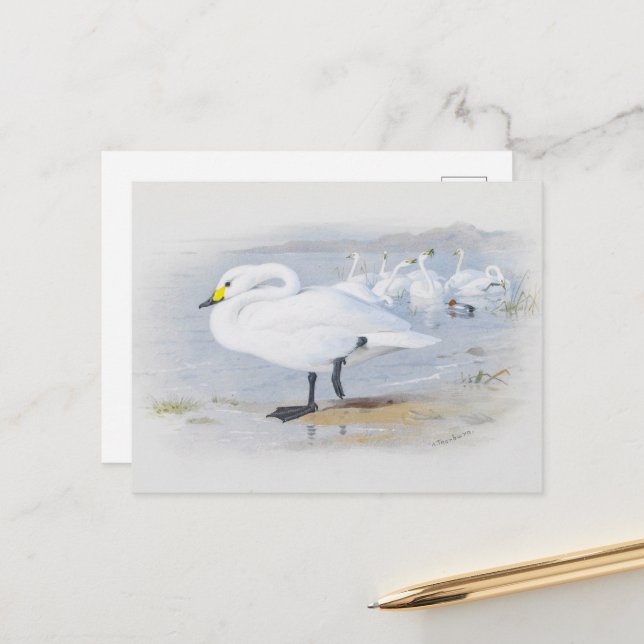 Carte Postale Bewick's Swan, Illustration Oiseaux (Devant/Arrière en situation)