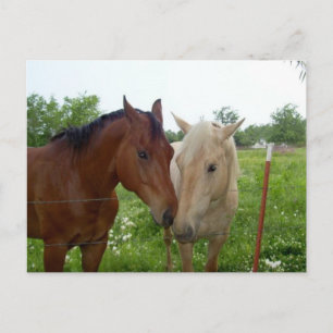 Carte Postale BFF Best Friends Forever - Chevaux