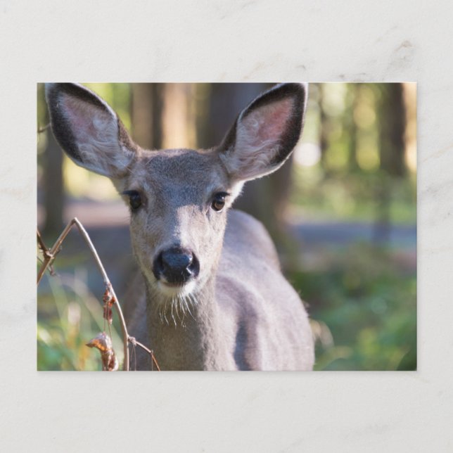 Carte Postale Biche à queue noire de Colombie | État de Washingt (Devant)