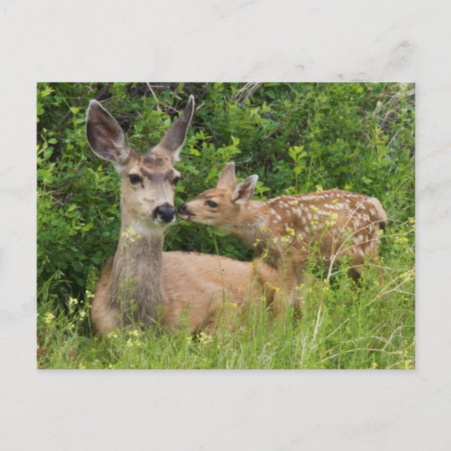 Carte Postale Biche de cerf mulet avec faon (Devant)