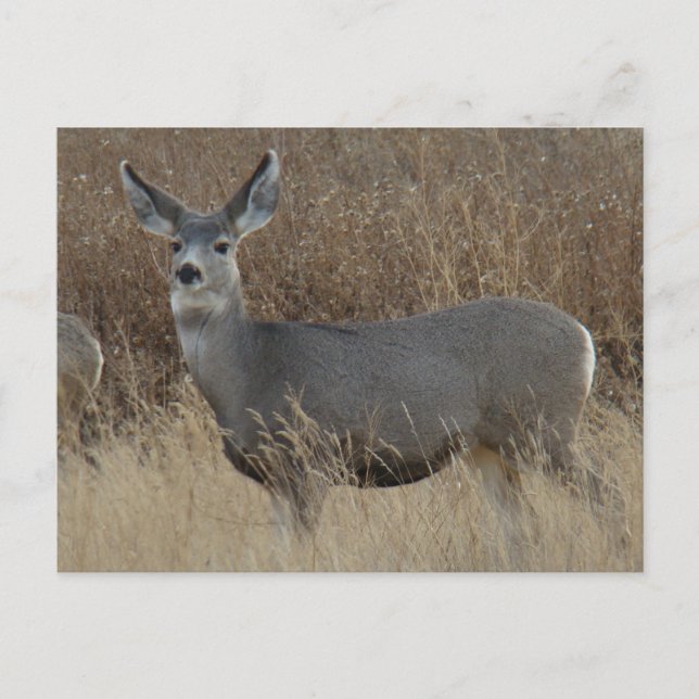 Carte Postale Biche de cerf mulet D14 (Devant)