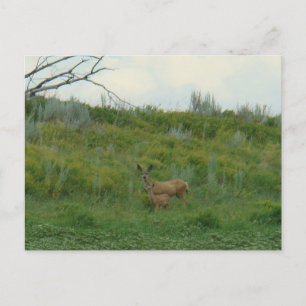 Carte Postale Biche et faon de cerf mulet D5