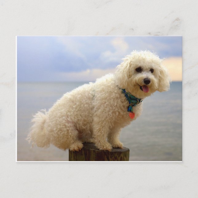 Carte Postale Bichon Frise (Devant)