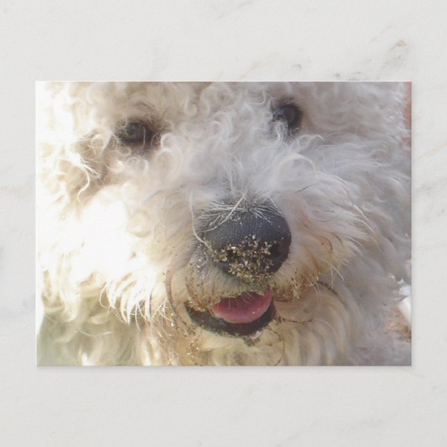 Carte postale Bichon Frise (Devant)