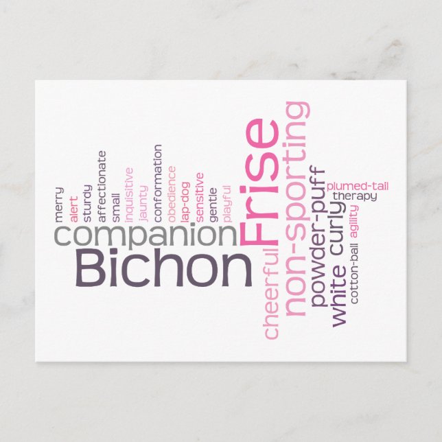 Carte Postale Bichon Frise (Devant)