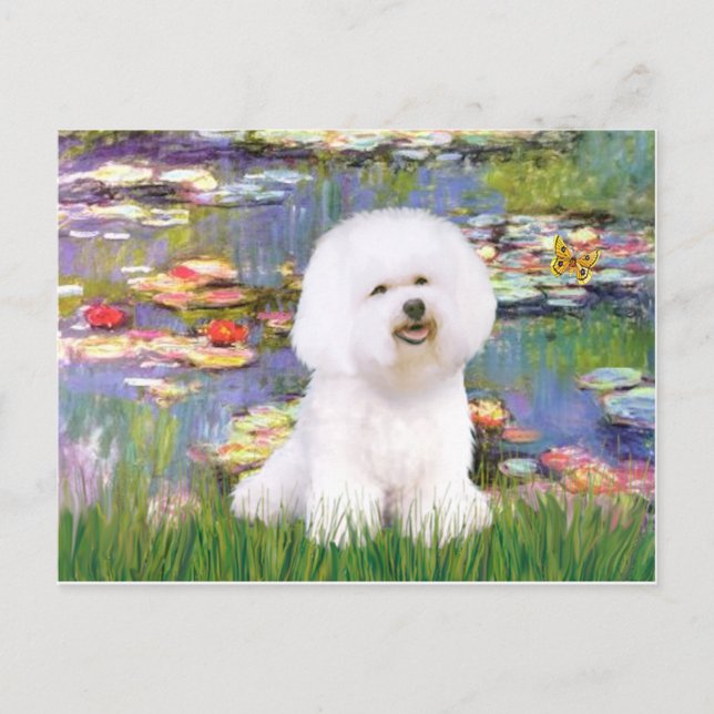 Carte Postale Bichon Frisé 1 - Lys 2 (Devant)