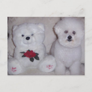 Carte Postale Bichon frise avec un ours en peluche blanc.