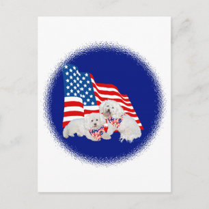 Carte Postale Bichon frisé drapeau américain
